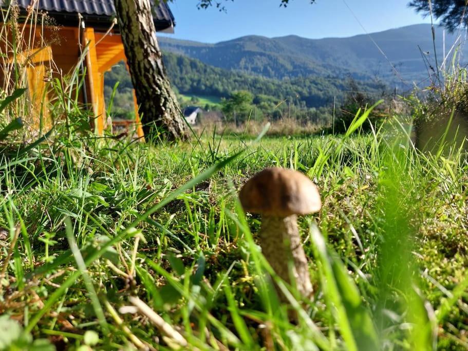 Panorama Sucha Gora ,Lesny Domek Skawica  Εξωτερικό φωτογραφία